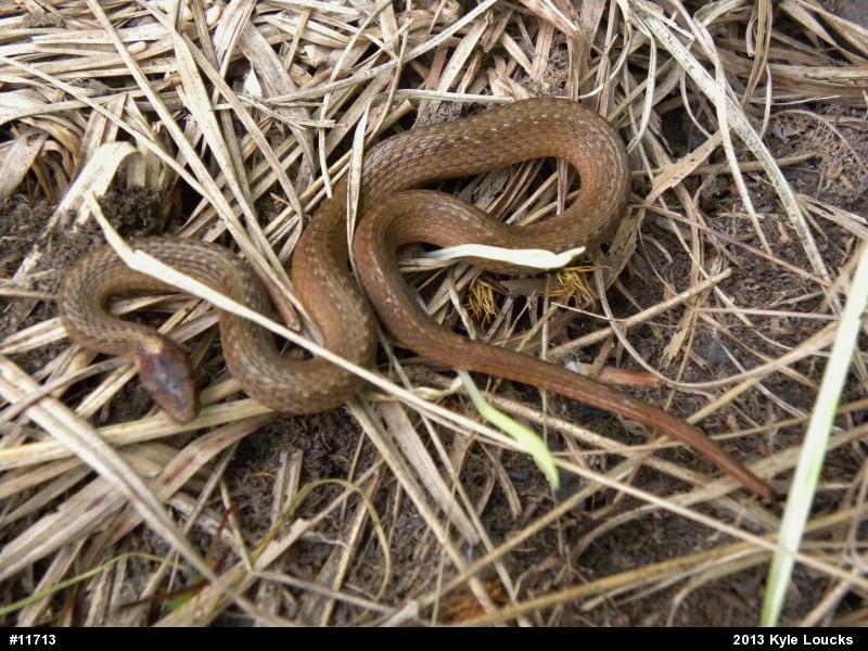 Red-bellied Snake