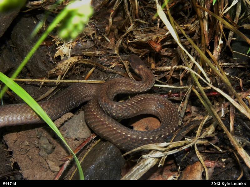 Red-bellied Snake
