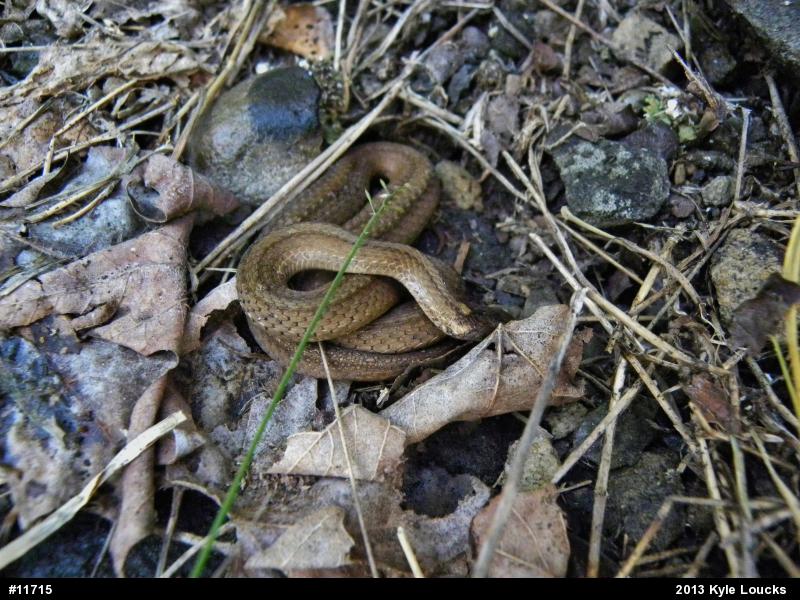 Red-bellied Snake