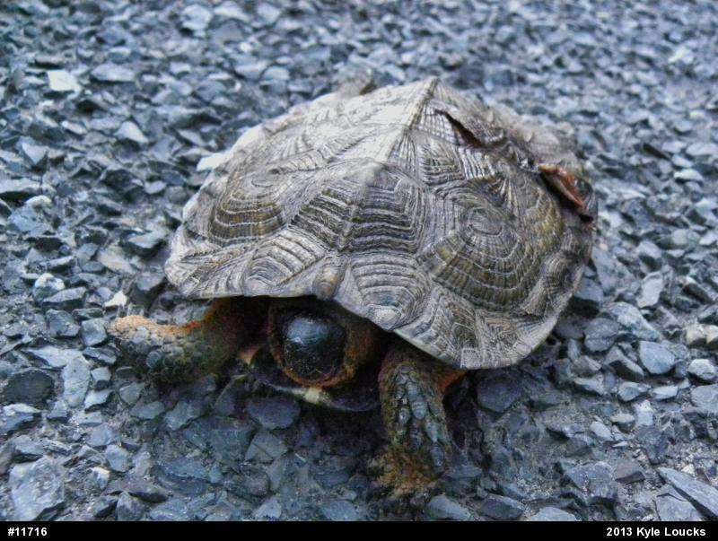Wood Turtle