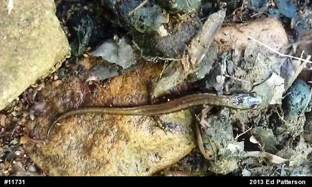 Allegheny Mountain Dusky Salamander