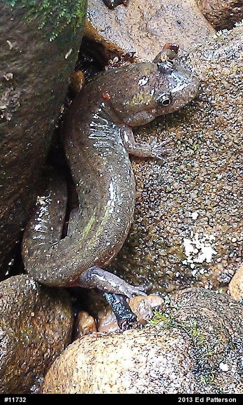 Northern Dusky Salamander
