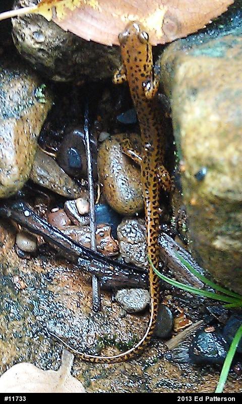 Eastern Long-tailed Salamander