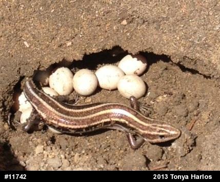 Common Five-lined Skink