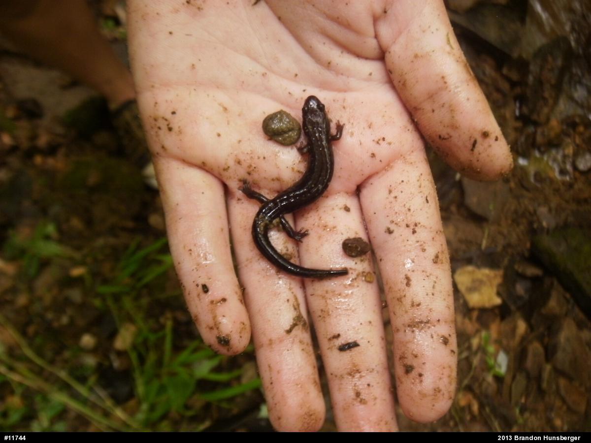 Allegheny Mountain Dusky Salamander
