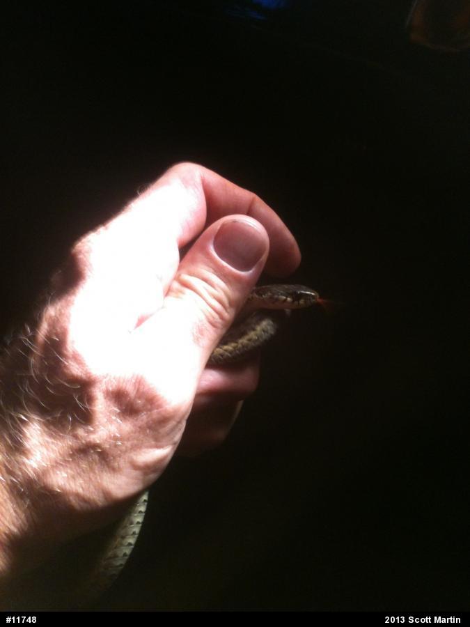 Eastern Gartersnake