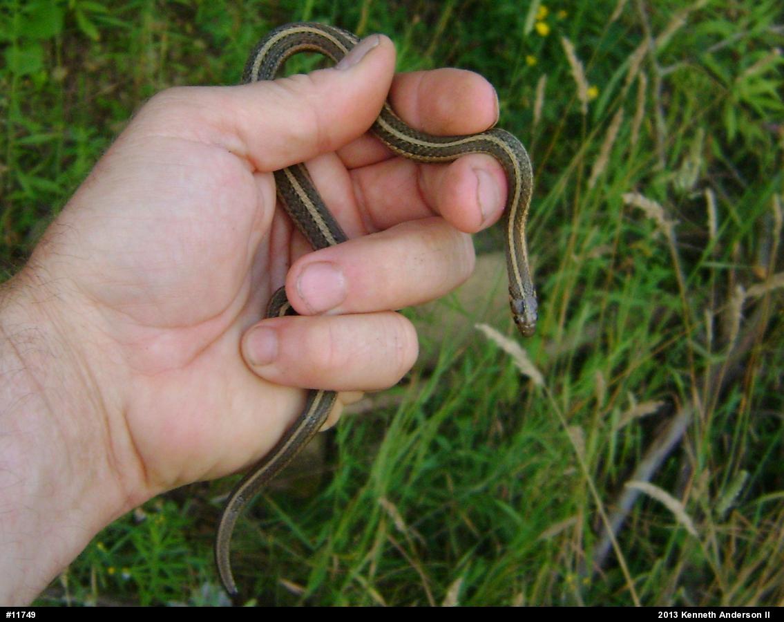 Shorthead Gartersnake