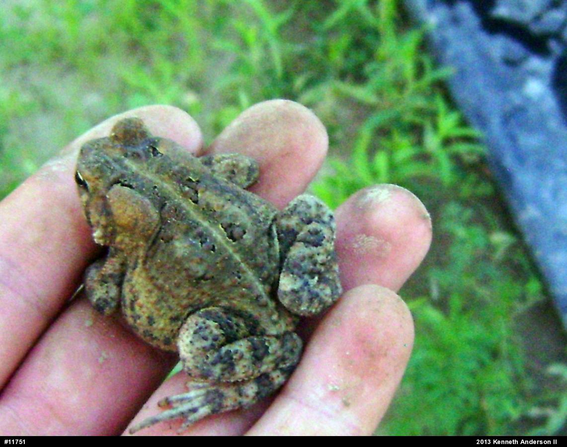 Eastern American Toad