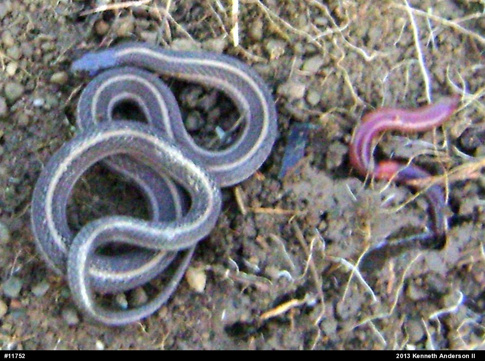 Shorthead Gartersnake