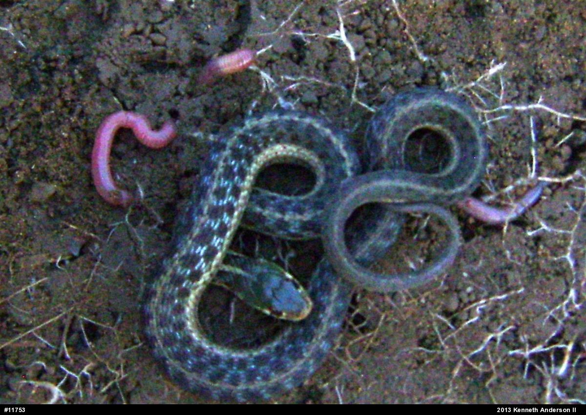Eastern Gartersnake