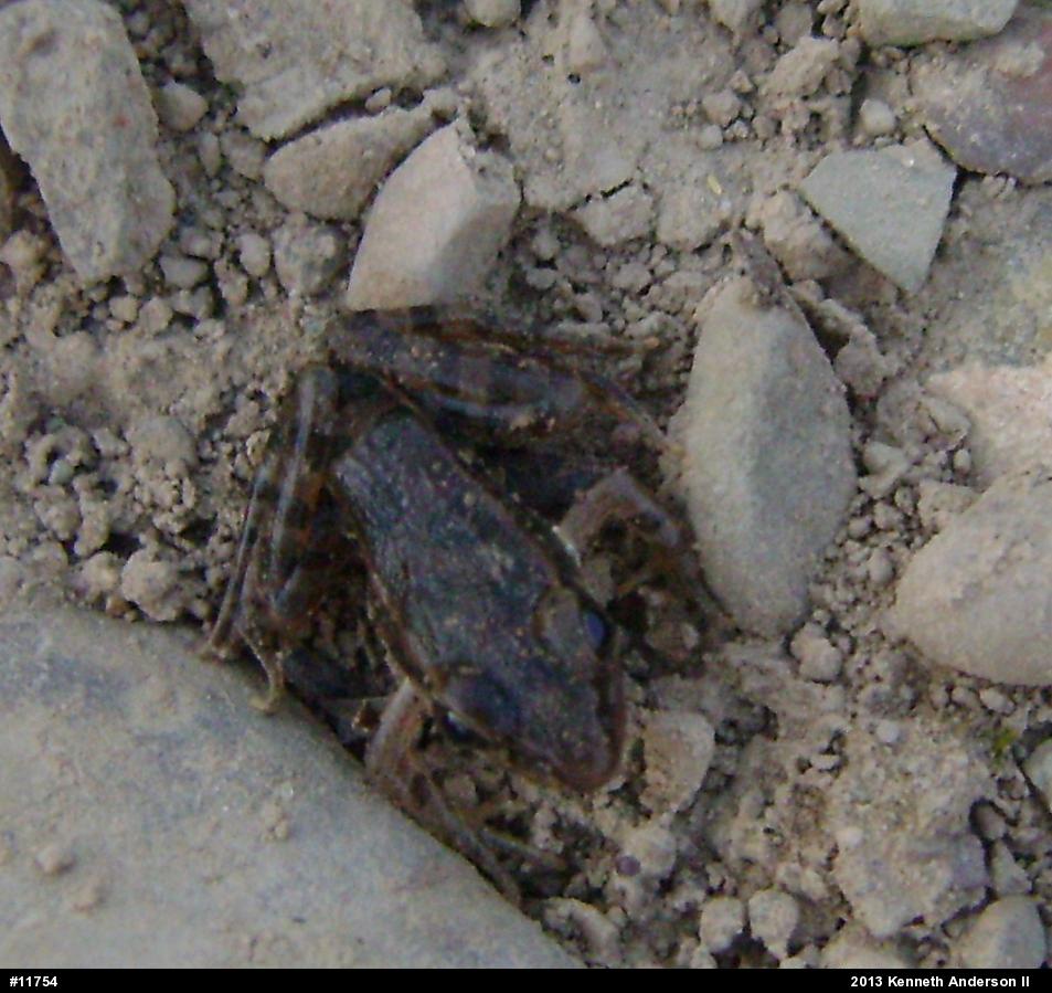 Pickerel Frog