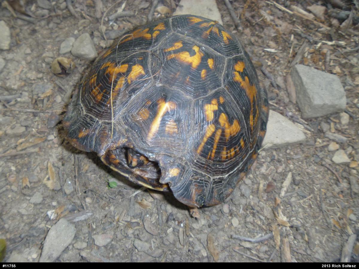 Eastern Box Turtle
