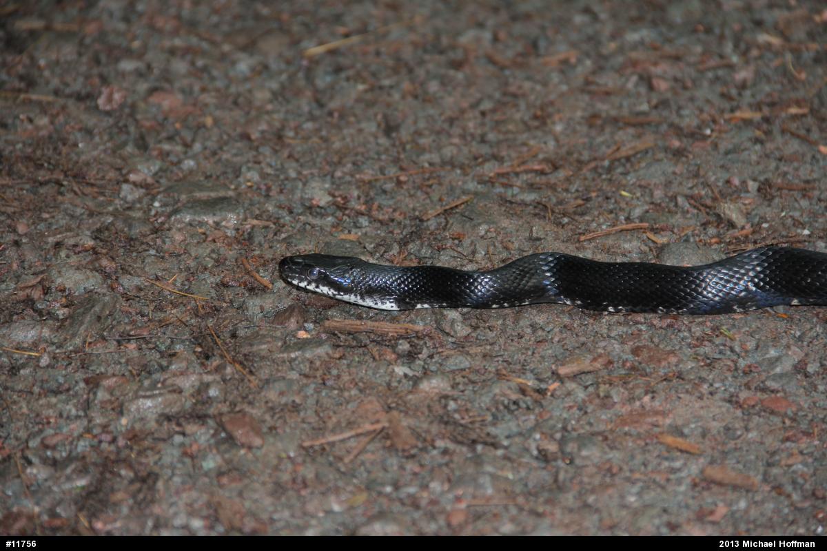 Eastern Ratsnake