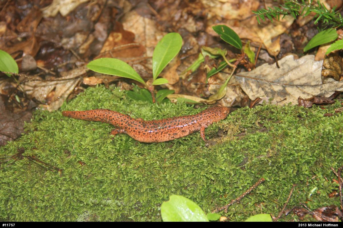 Northern Red Salamander