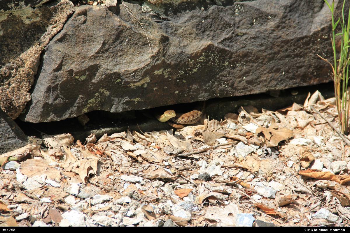 Eastern Gartersnake