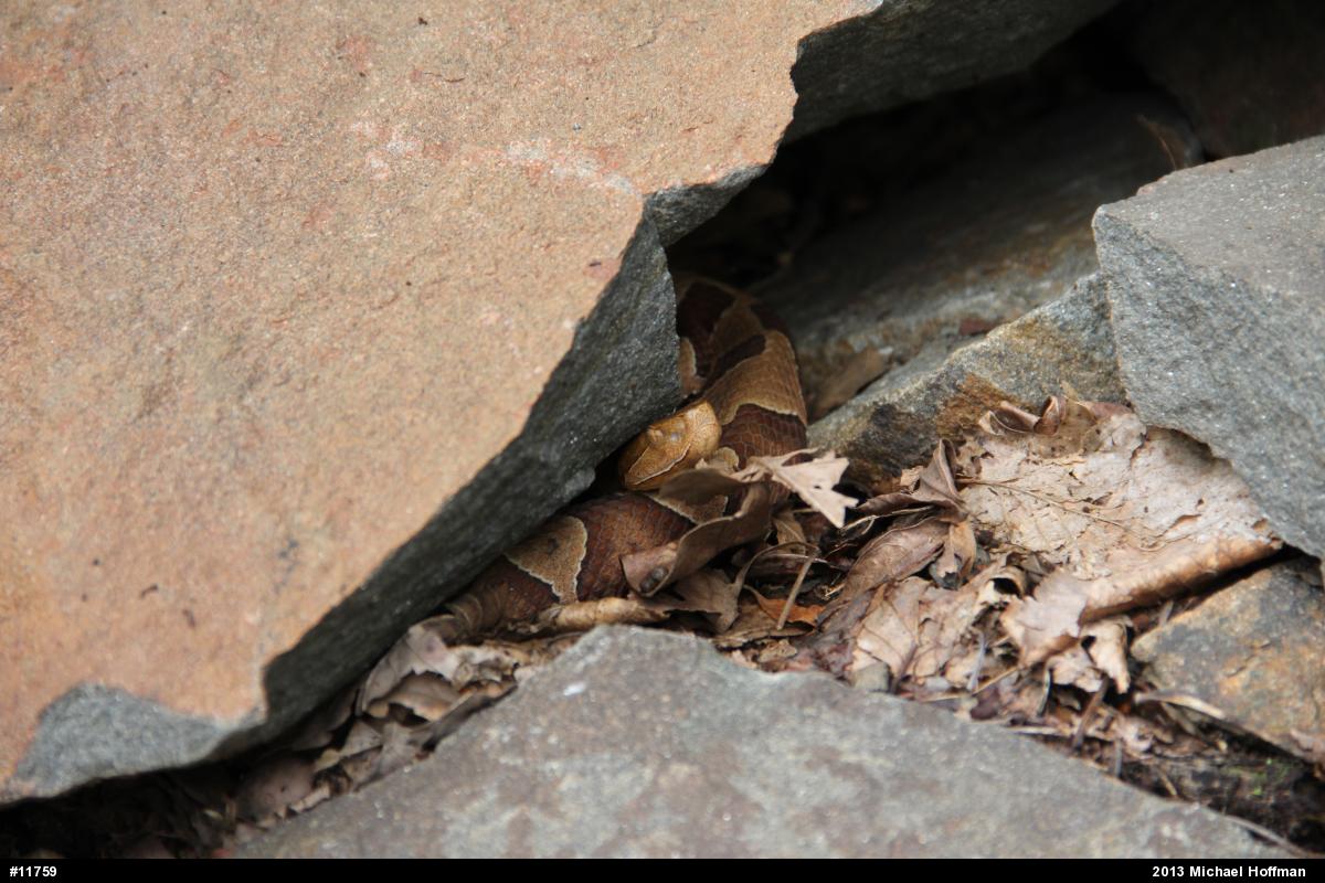 Northern Copperhead