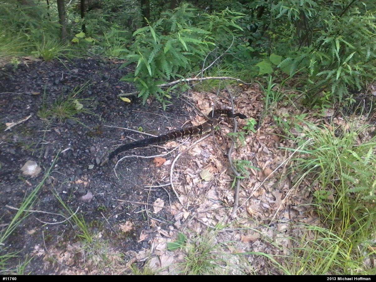 Timber Rattlesnake