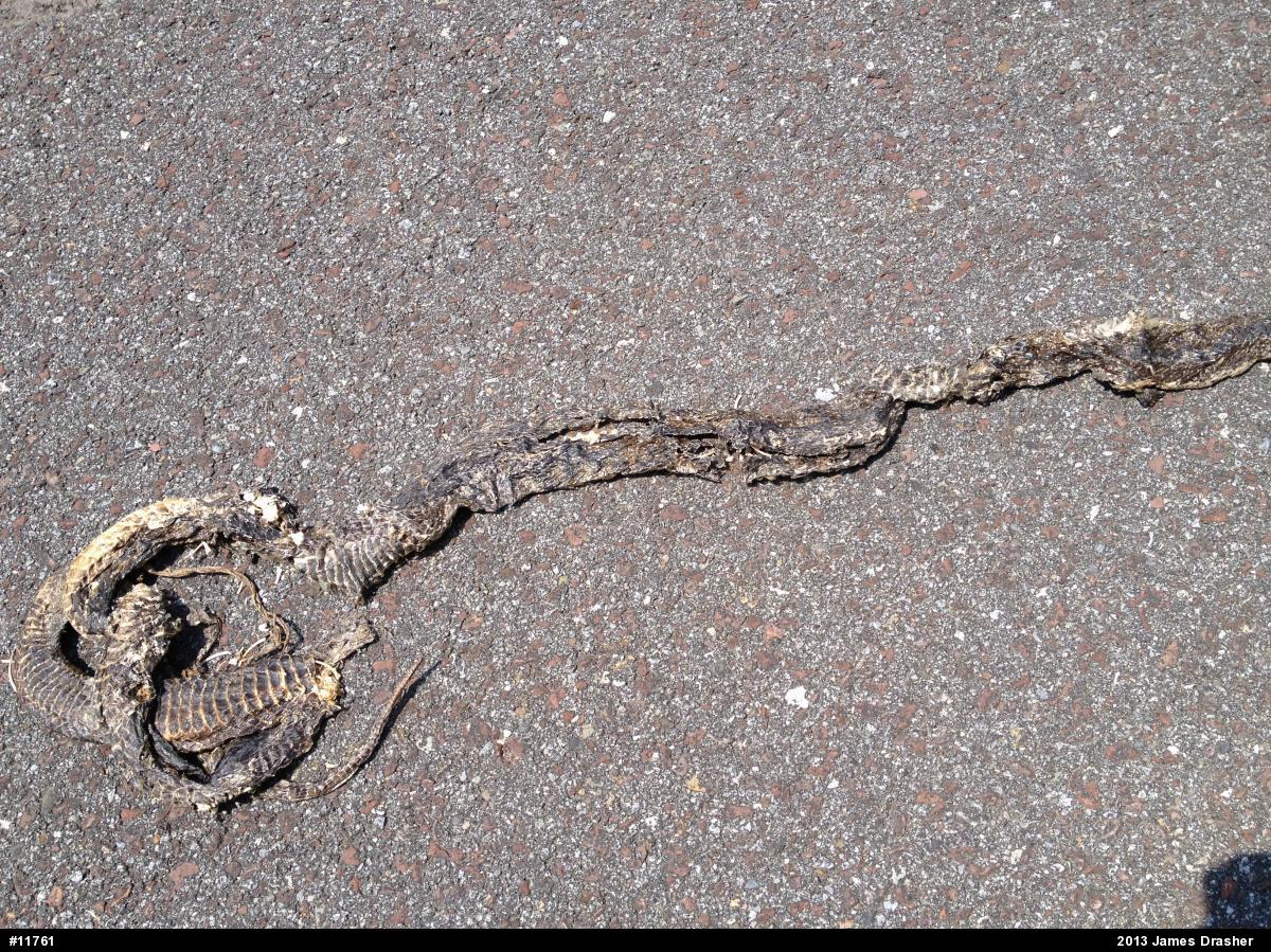 Eastern Ratsnake