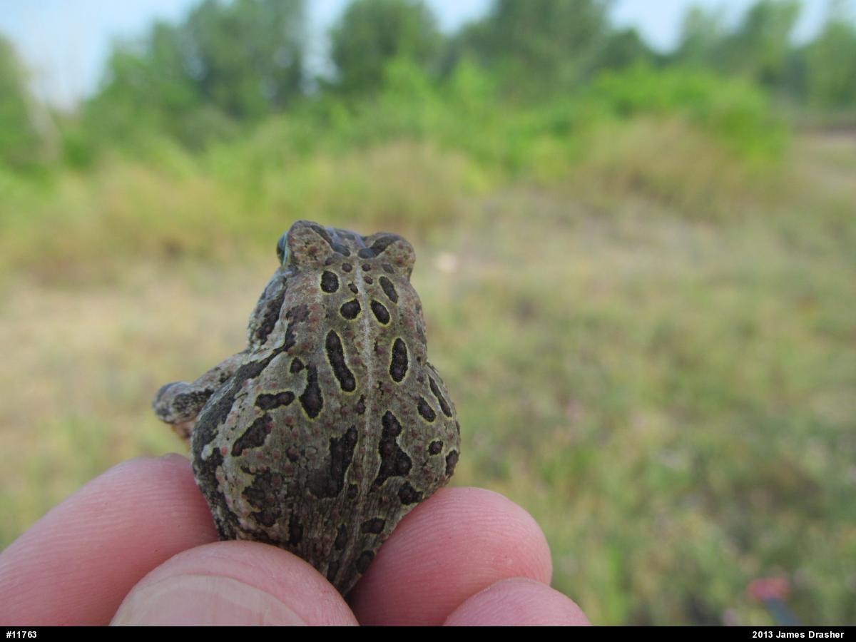 Fowler's Toad