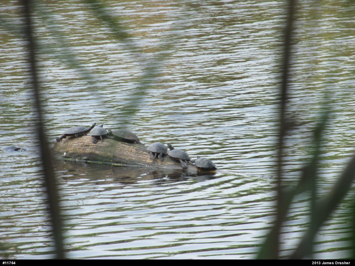 Painted Turtles
