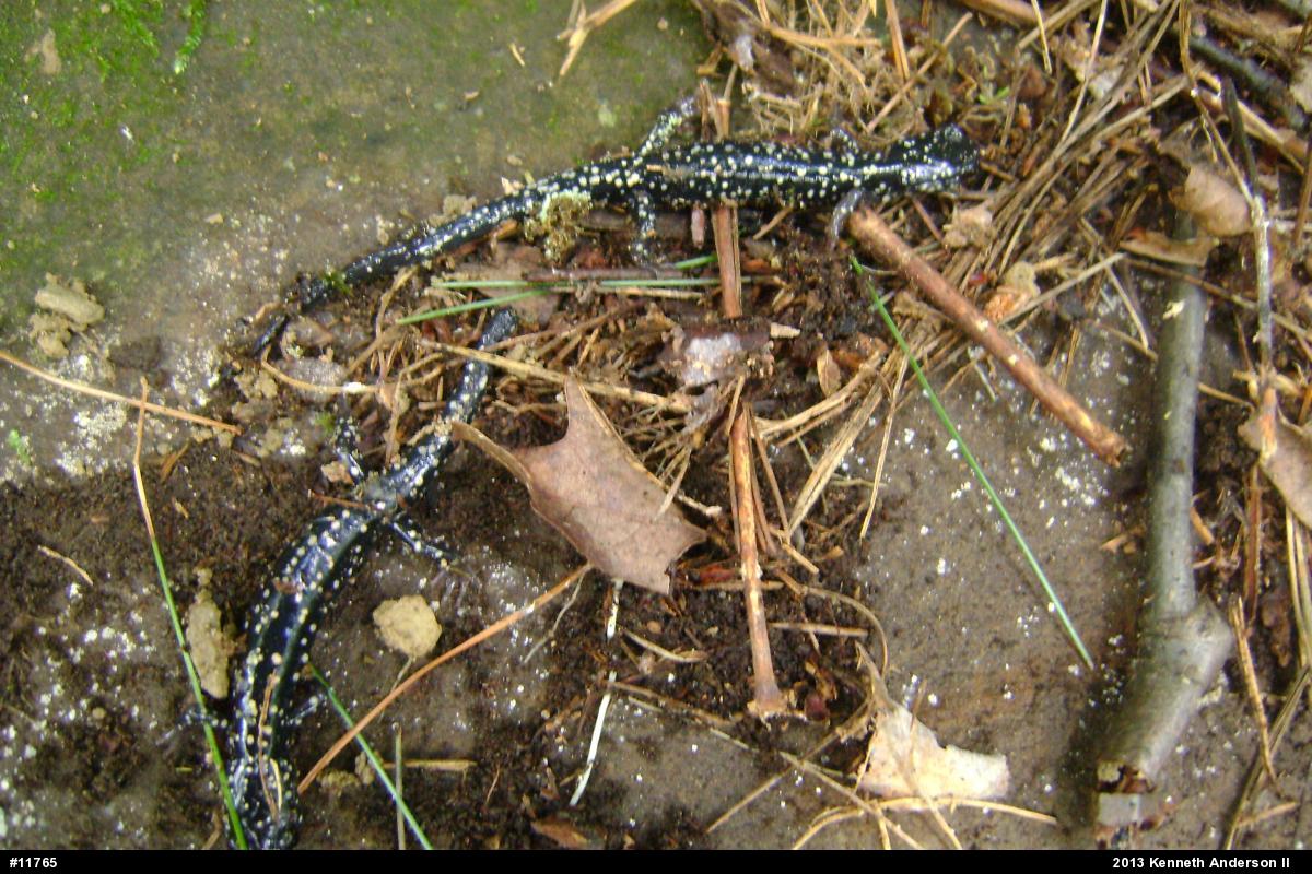 Northern Slimy Salamander
