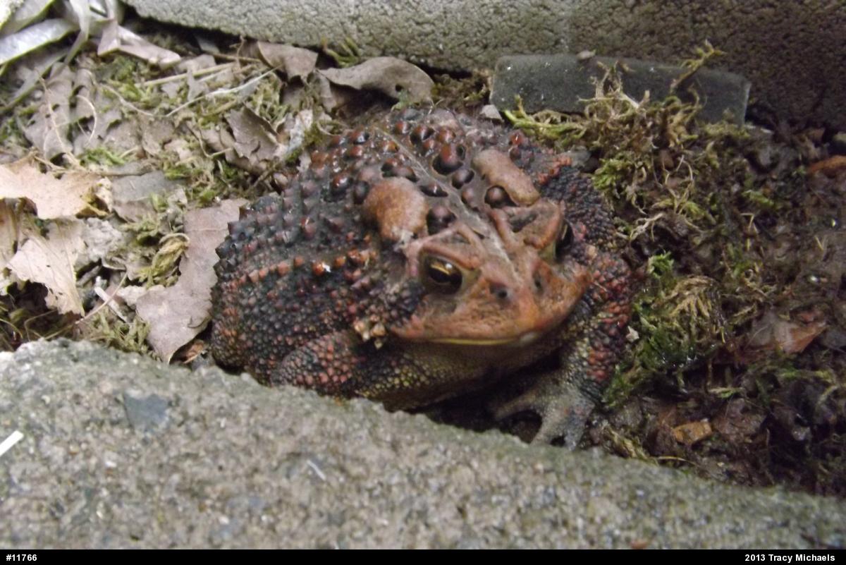 Eastern American Toad
