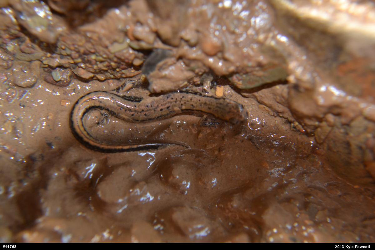 Northern Two-lined Salamander