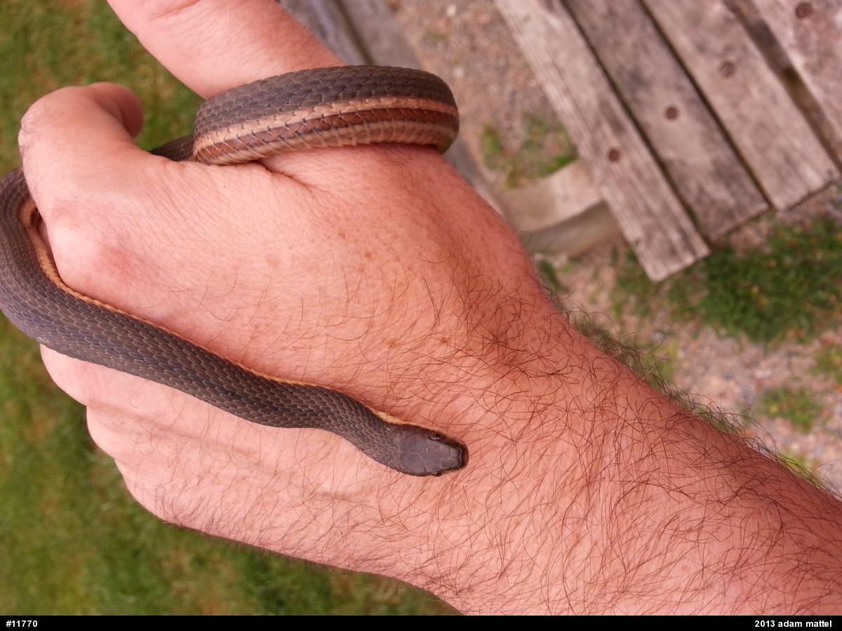 Queensnake