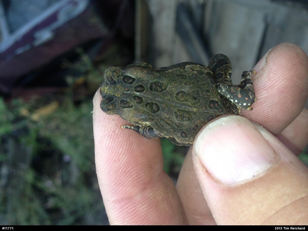 Fowler's Toad