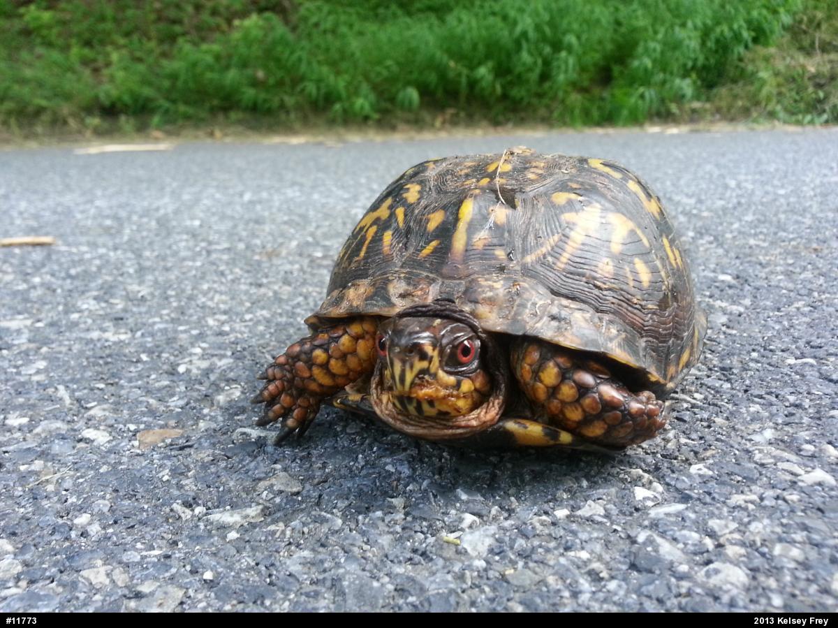 Eastern Box Turtle