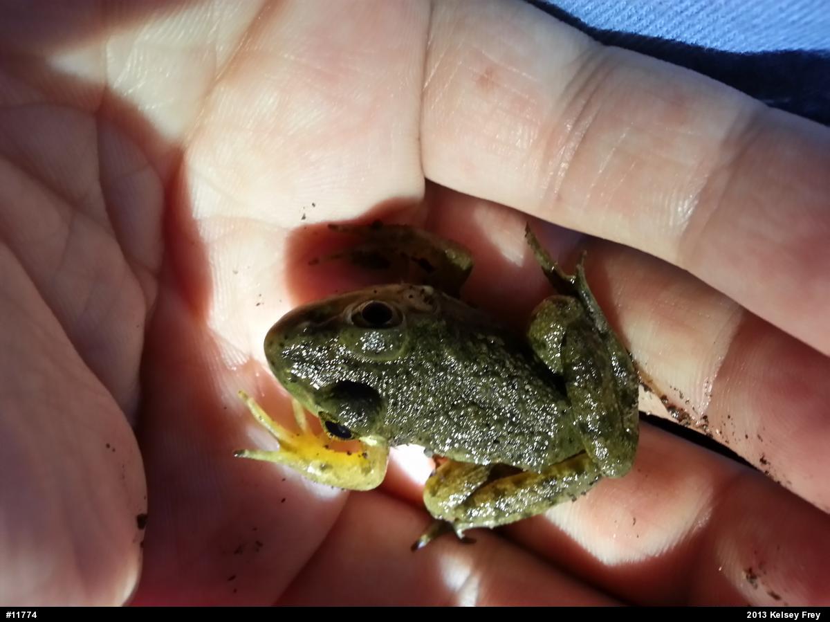 American Bullfrog