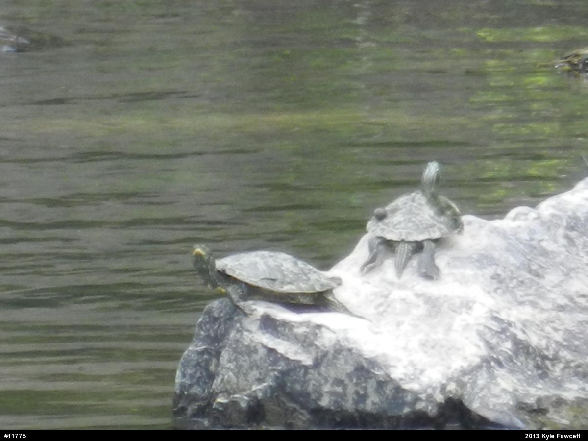 Northern Map Turtle