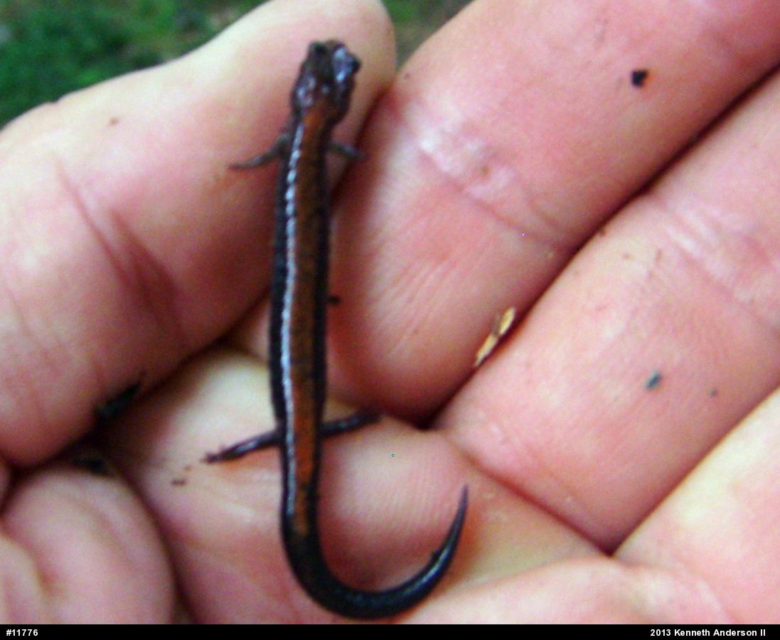 Eastern Red-backed  Salamander