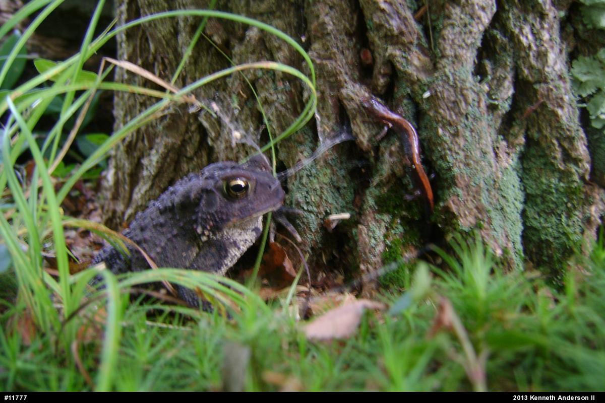 Eastern American Toad