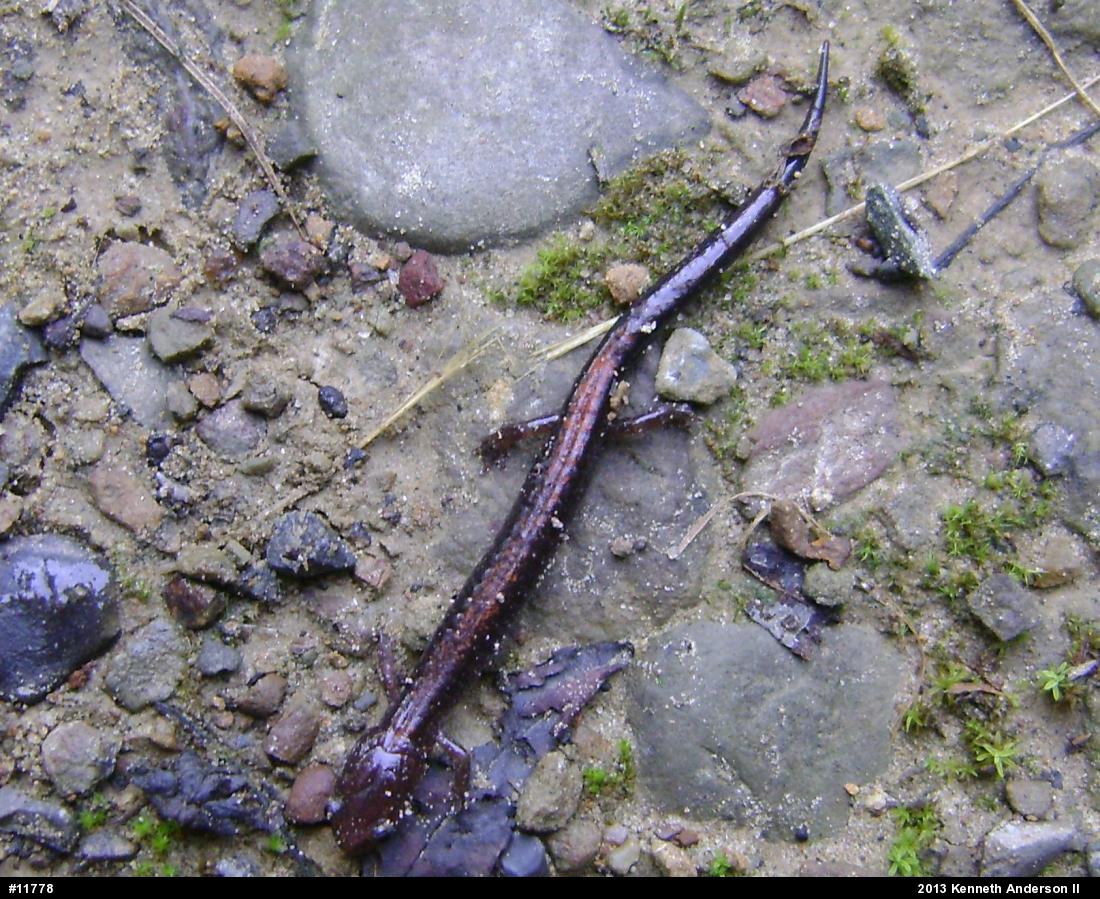 Eastern Red-backed  Salamander