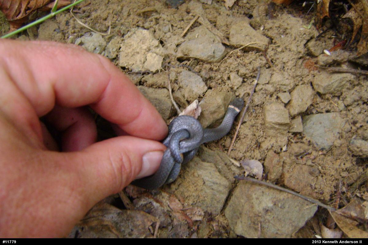 Northern Ring-necked Snake