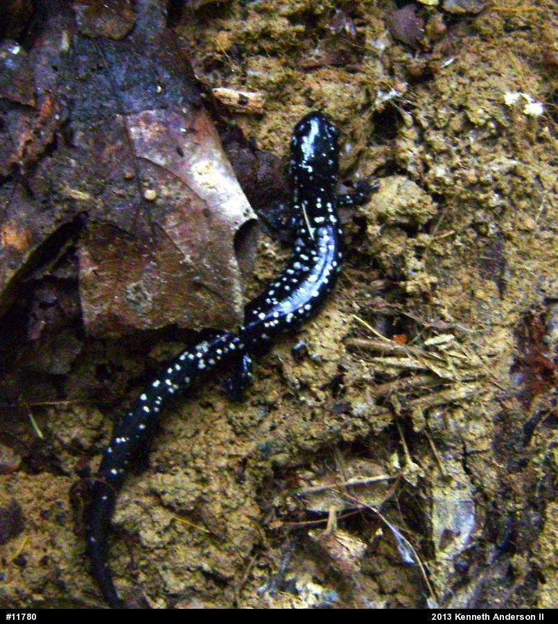 Northern Slimy Salamander