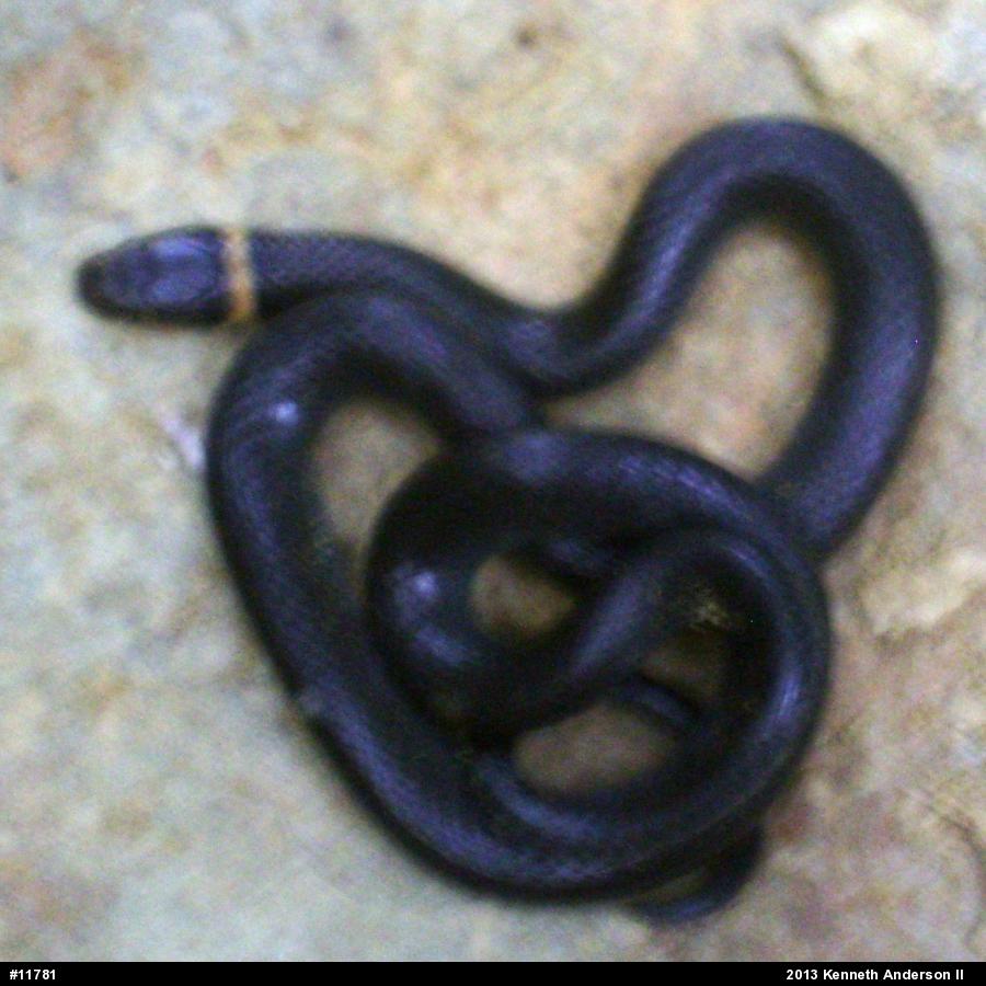 Northern Ring-necked Snake