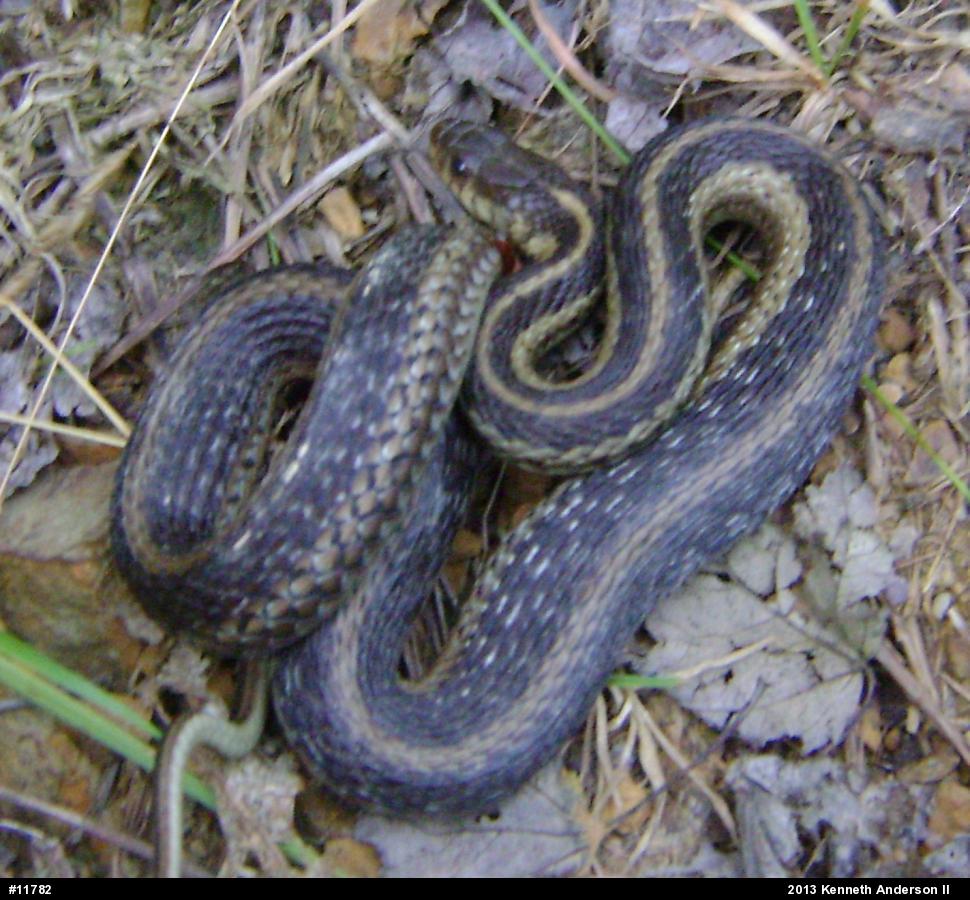 Eastern Gartersnake