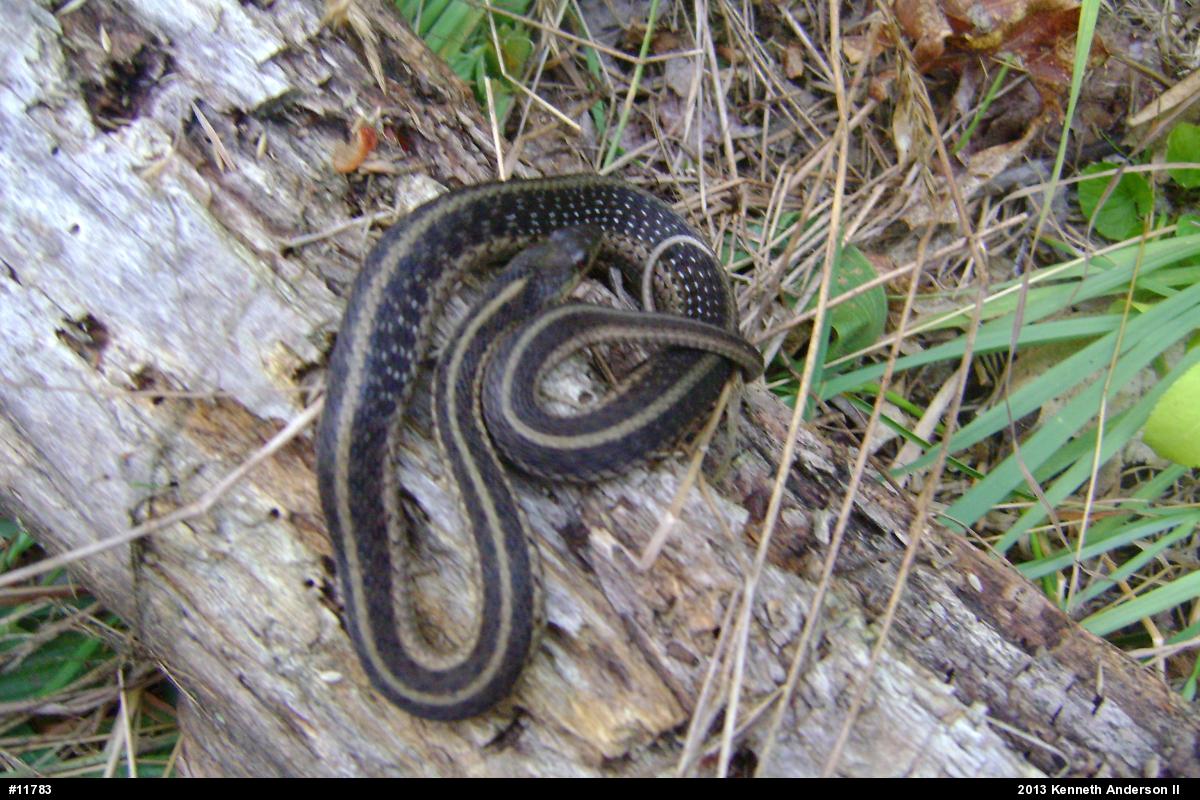 Eastern Gartersnake