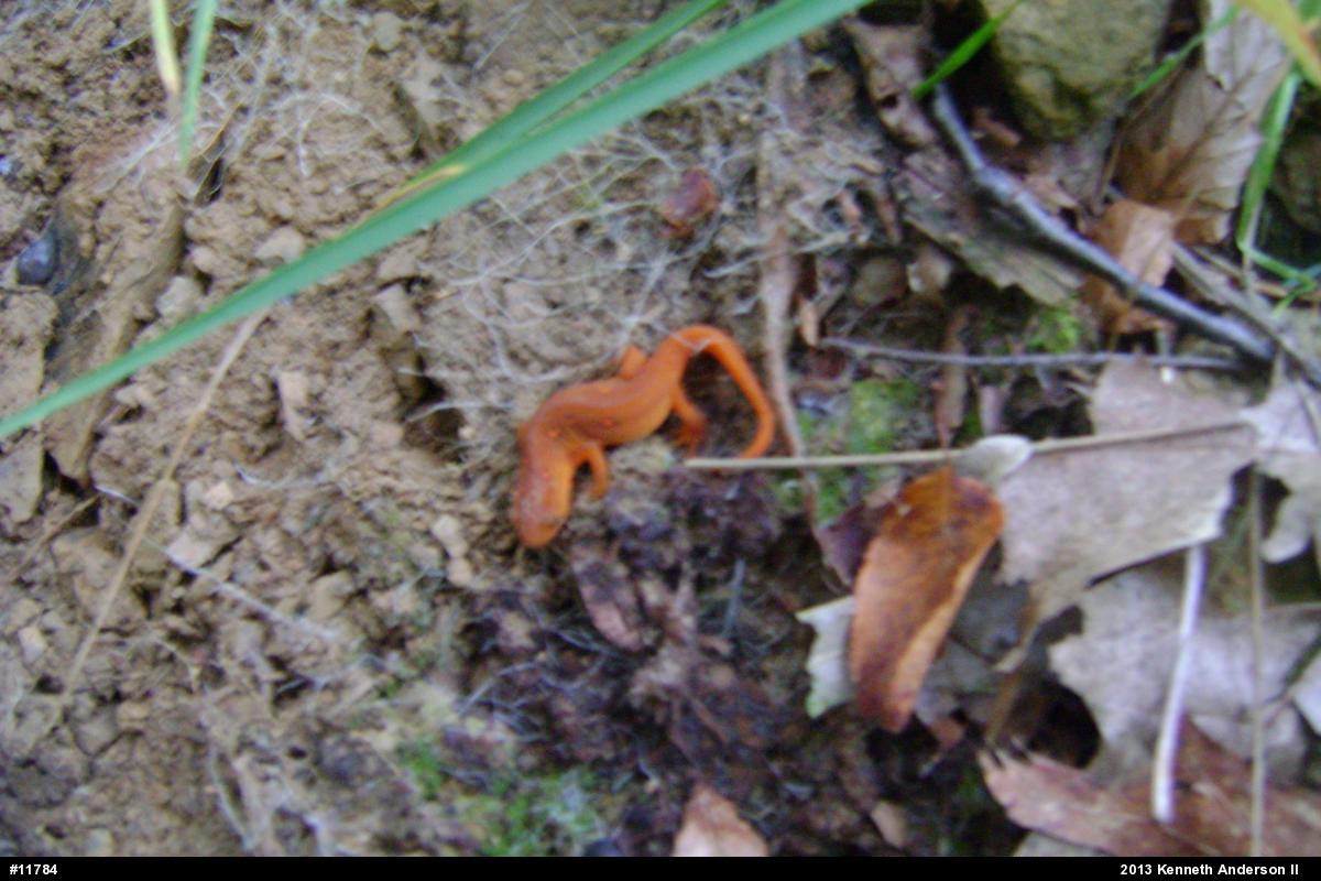 Red-spotted Newt