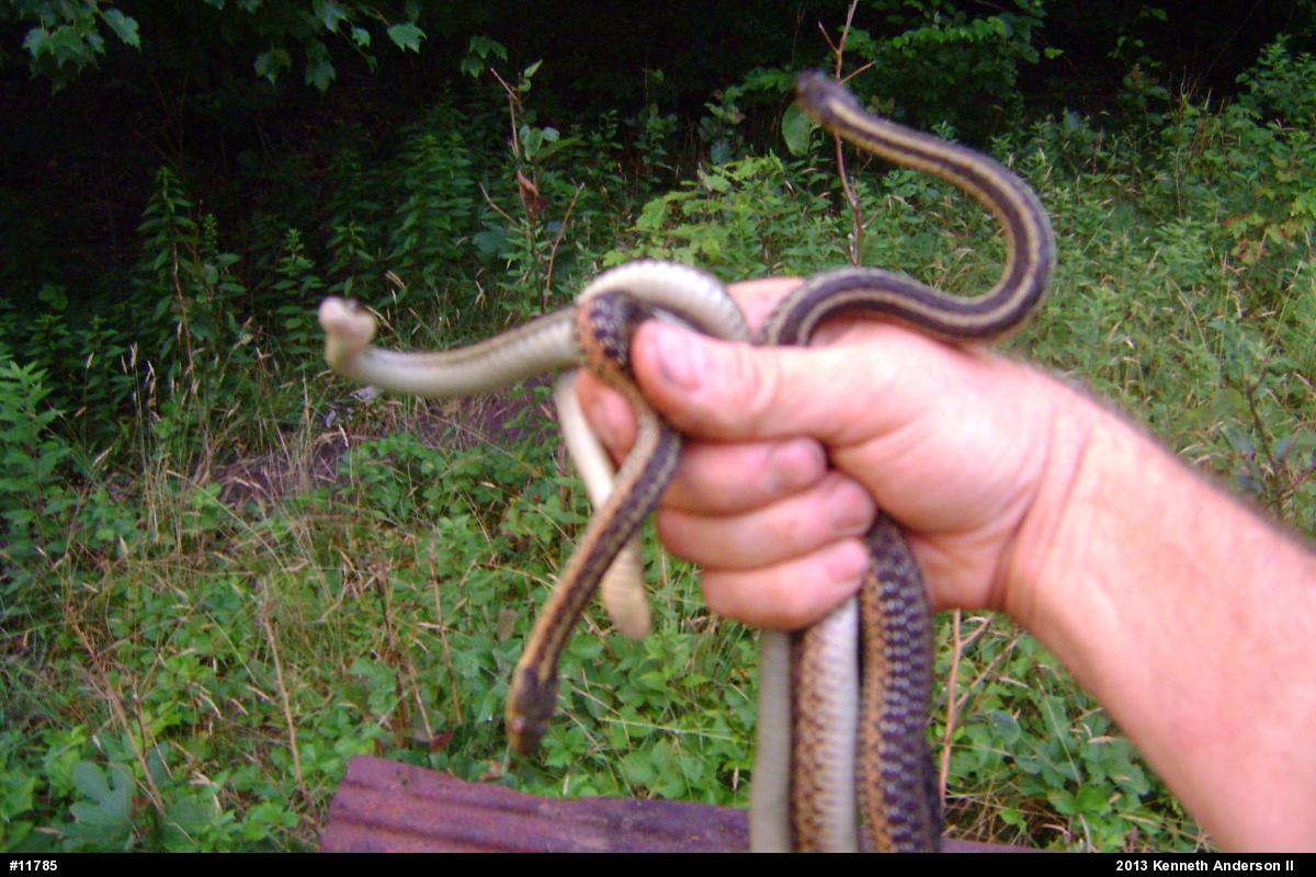 Eastern Gartersnake