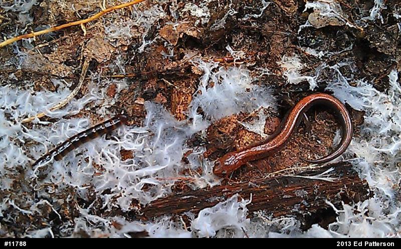 Eastern Red-backed  Salamander
