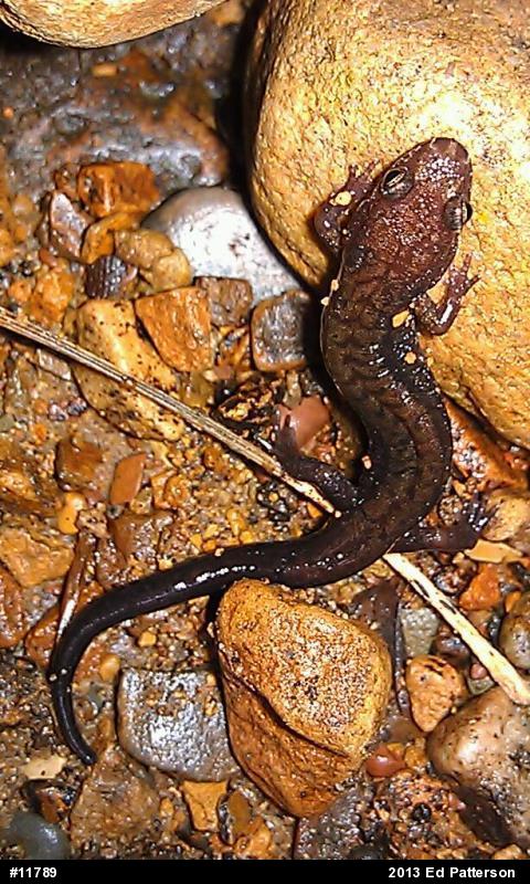 Allegheny Mountain Dusky Salamander