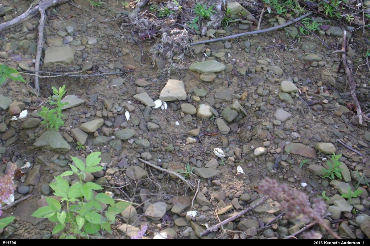 Snapping Turtle