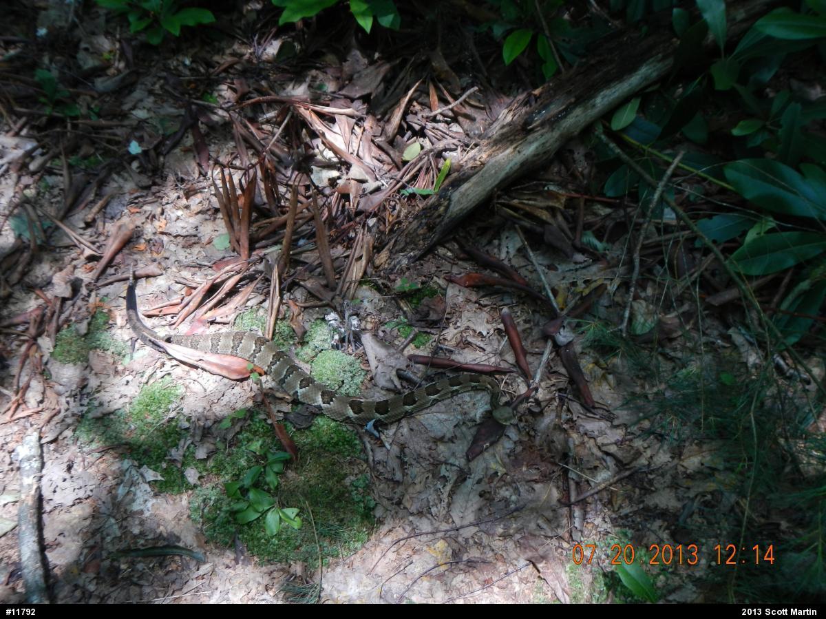 Timber Rattlesnake