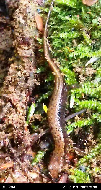 Allegheny Mountain Dusky Salamander