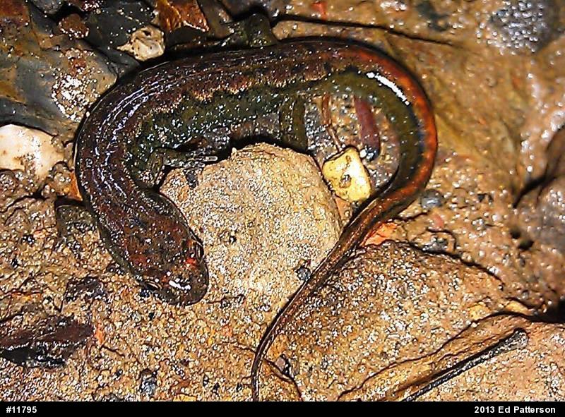 Northern Dusky Salamander