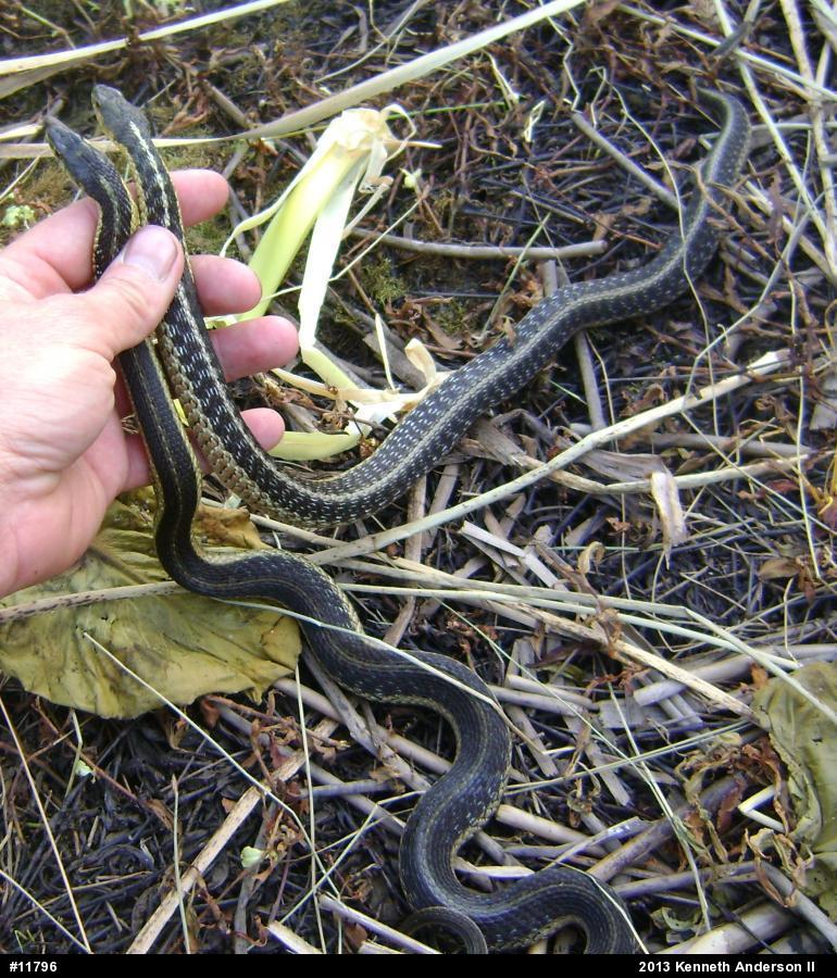 Eastern Gartersnake
