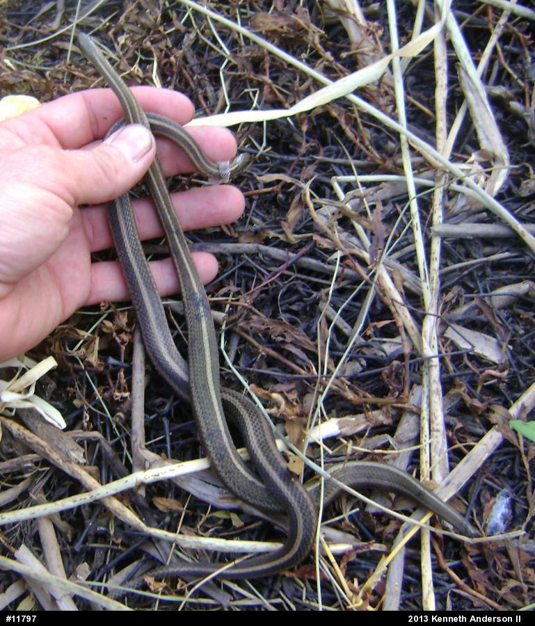 Shorthead Gartersnake